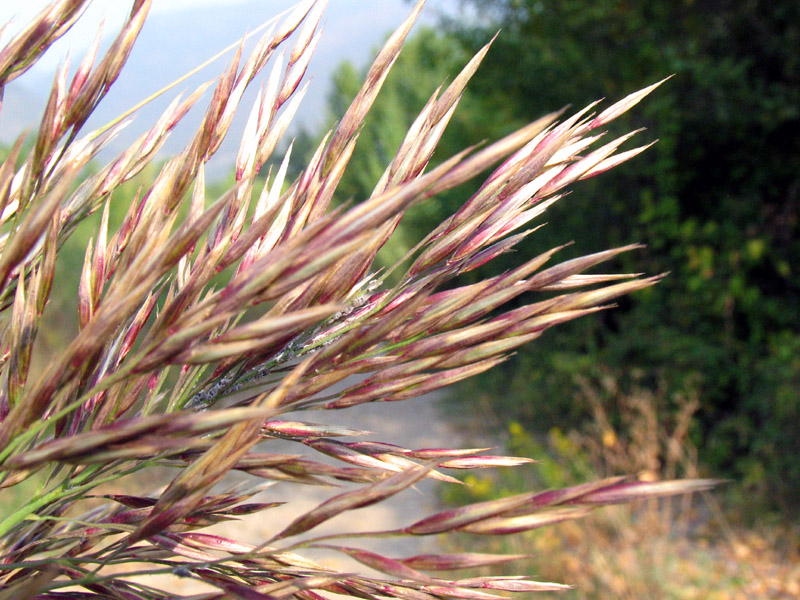 Arundo donax L. / Canna domestica.